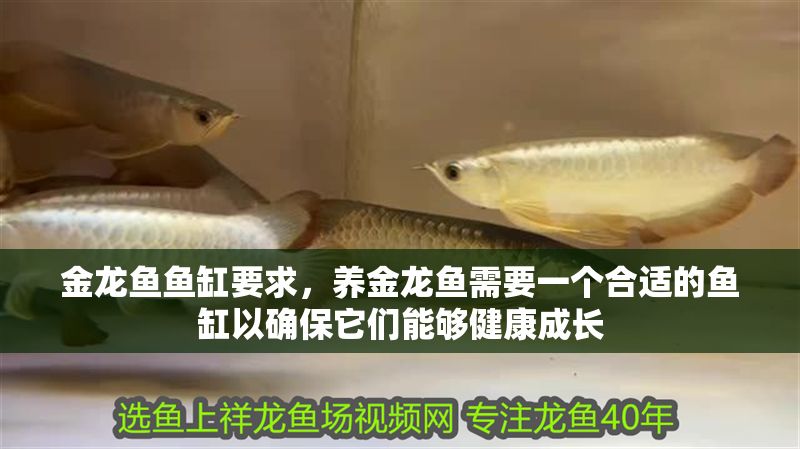 金龍魚魚缸要求，養(yǎng)金龍魚需要一個合適的魚缸以確保它們能夠健康成長