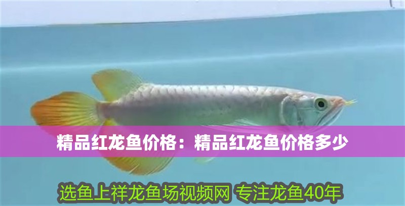 精品紅龍魚價格：精品紅龍魚價格多少