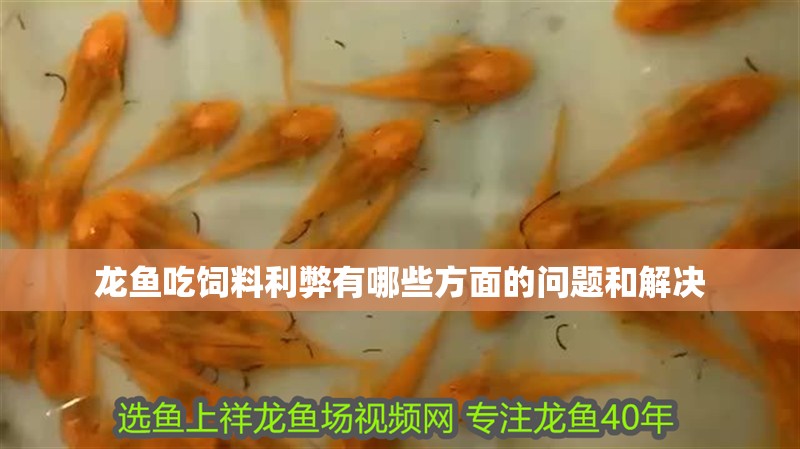 龍魚吃飼料利弊有哪些方面的問題和解決