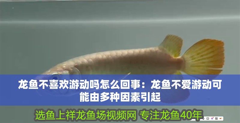 龍魚不喜歡游動嗎怎么回事：龍魚不愛游動可能由多種因素引起