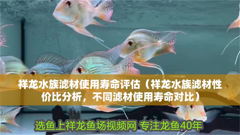 祥龍水族濾材使用壽命評估（祥龍水族濾材性價比分析，不同濾材使用壽命對比）