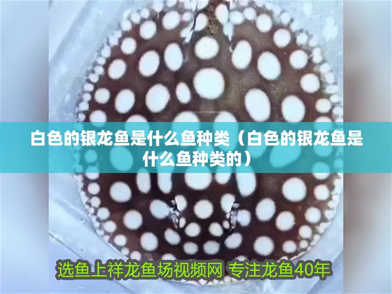 白色的銀龍魚是什么魚種類（白色的銀龍魚是什么魚種類的）