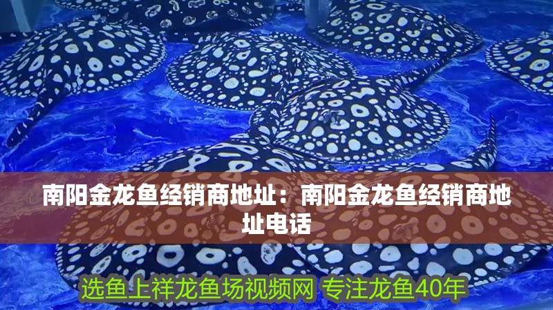 南陽金龍魚經銷商地址：南陽金龍魚經銷商地址電話