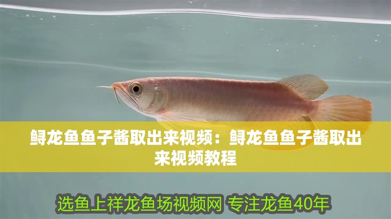 鱘龍魚(yú)魚(yú)子醬取出來(lái)視頻：鱘龍魚(yú)魚(yú)子醬取出來(lái)視頻教程