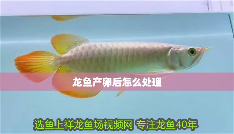 龍魚產卵后怎么處理
