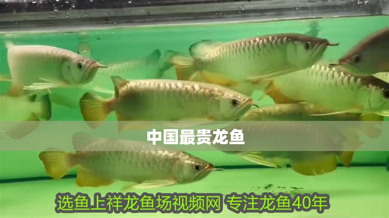 中國最貴龍魚