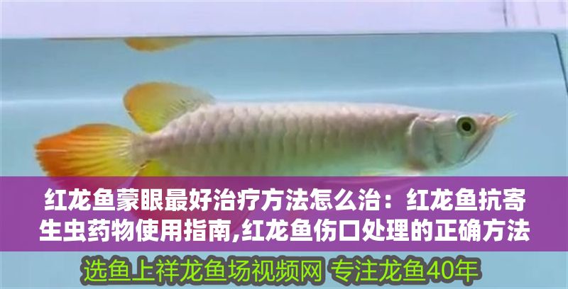紅龍魚(yú)蒙眼最好治療方法怎么治：紅龍魚(yú)抗寄生蟲(chóng)藥物使用指南,紅龍魚(yú)傷口處理的正確方法