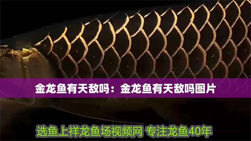 金龍魚有天敵嗎：金龍魚有天敵嗎圖片