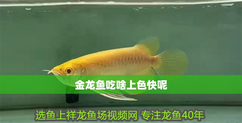 金龍魚吃啥上色快呢