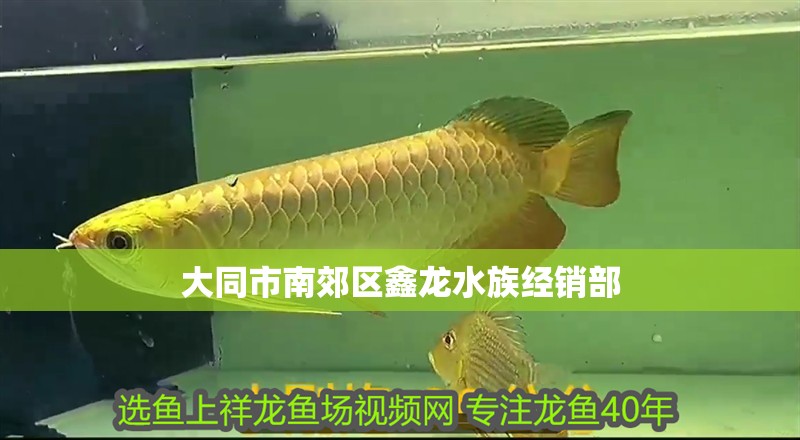 大同市南郊區鑫龍水族經銷部