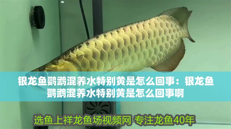 銀龍魚鸚鵡混養水特別黃是怎么回事：銀龍魚鸚鵡混養水特別黃是怎么回事啊