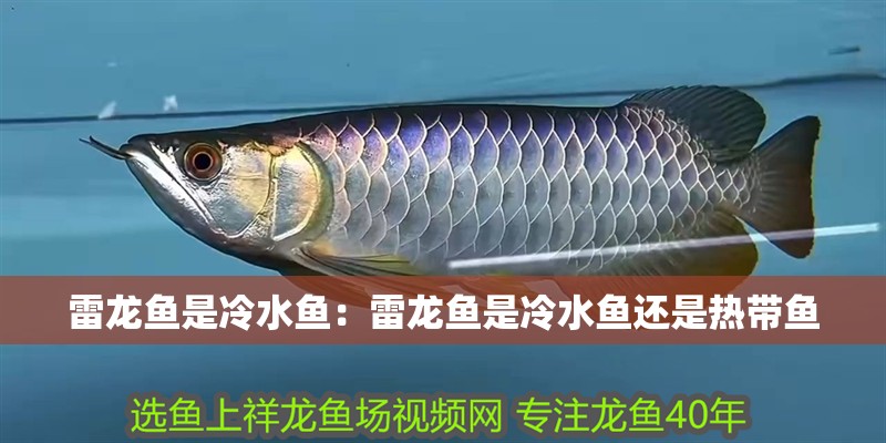 雷龍魚是冷水魚：雷龍魚是冷水魚還是熱帶魚