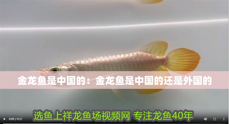 金龍魚是中國的：金龍魚是中國的還是外國的