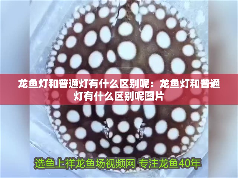 龍魚燈和普通燈有什么區別呢：龍魚燈和普通燈有什么區別呢圖片