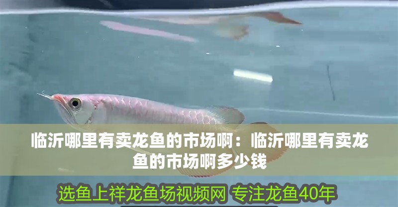 臨沂哪里有賣龍魚的市場(chǎng)?。号R沂哪里有賣龍魚的市場(chǎng)啊多少錢