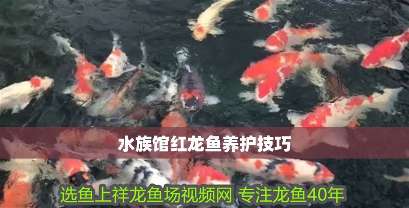 水族館紅龍魚養(yǎng)護技巧