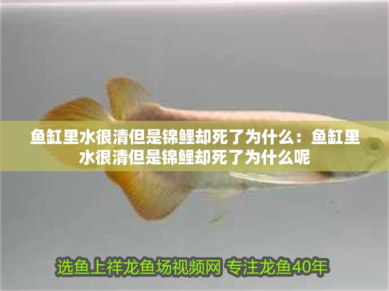 魚缸里水很清但是錦鯉卻死了為什么：魚缸里水很清但是錦鯉卻死了為什么呢