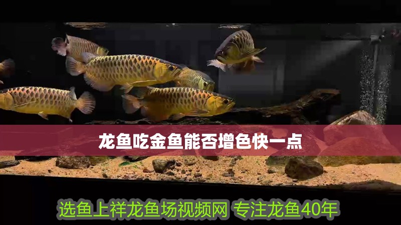 龍魚吃金魚能否增色快一點