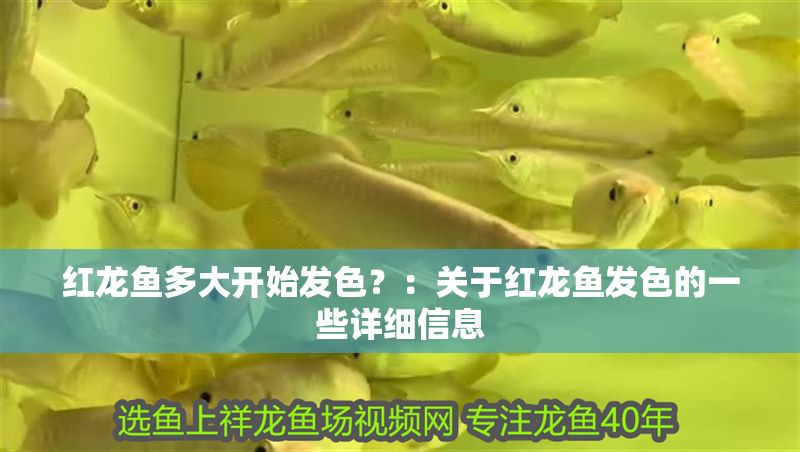 紅龍魚多大開始發色？：關于紅龍魚發色的一些詳細信息