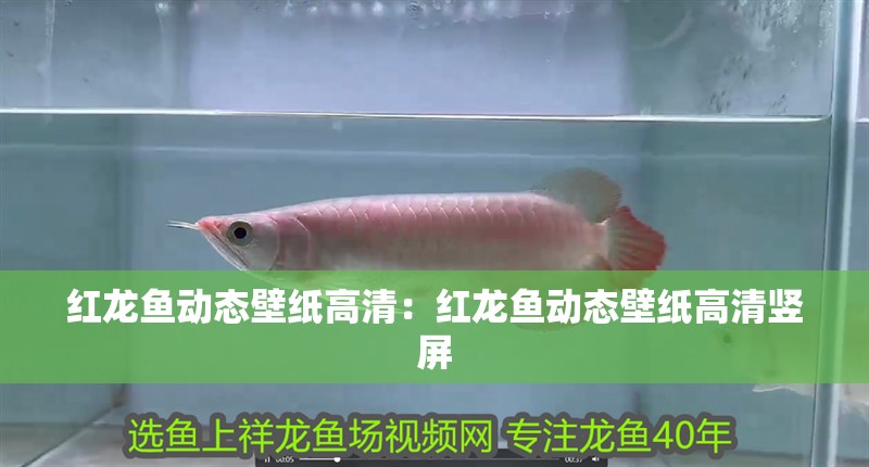 紅龍魚動態壁紙高清：紅龍魚動態壁紙高清豎屏