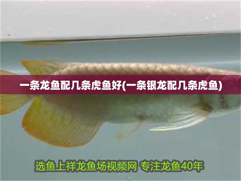 一條龍魚配幾條虎魚好(一條銀龍配幾條虎魚)