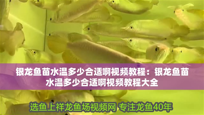 銀龍魚苗水溫多少合適啊視頻教程：銀龍魚苗水溫多少合適啊視頻教程大全