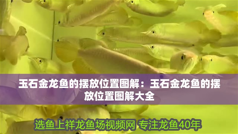 玉石金龍魚的擺放位置圖解：玉石金龍魚的擺放位置圖解大全
