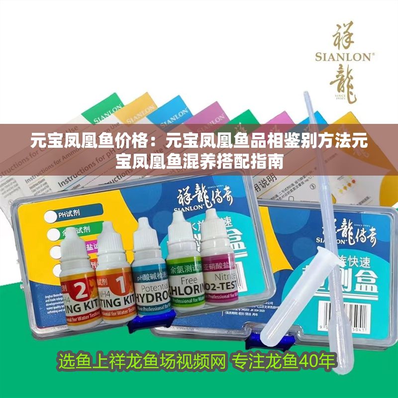 元寶鳳凰魚價格：元寶鳳凰魚品相鑒別方法元寶鳳凰魚混養搭配指南