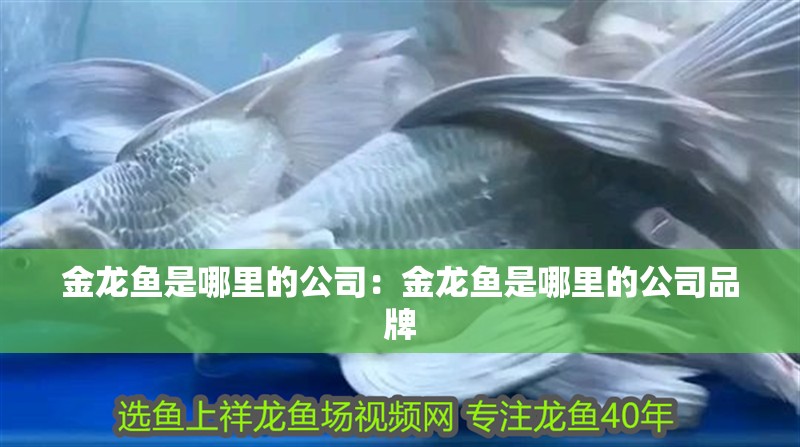 金龍魚是哪里的公司：金龍魚是哪里的公司品牌