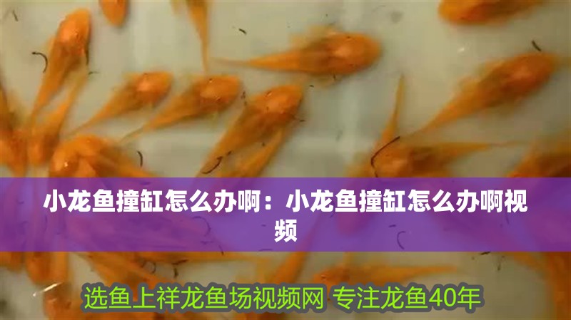 小龍魚撞缸怎么辦啊：小龍魚撞缸怎么辦啊視頻
