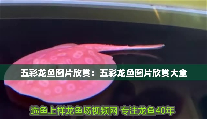 五彩龍魚圖片欣賞：五彩龍魚圖片欣賞大全