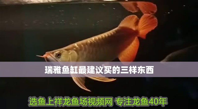 瑞雅魚缸最建議買的三樣東西 瑞雅魚缸最建議買的三樣東西 龍魚百科 第3張