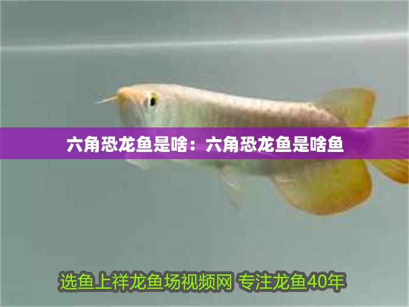 豬鼻龜繁殖視頻(豬鼻龜繁殖視頻大全)