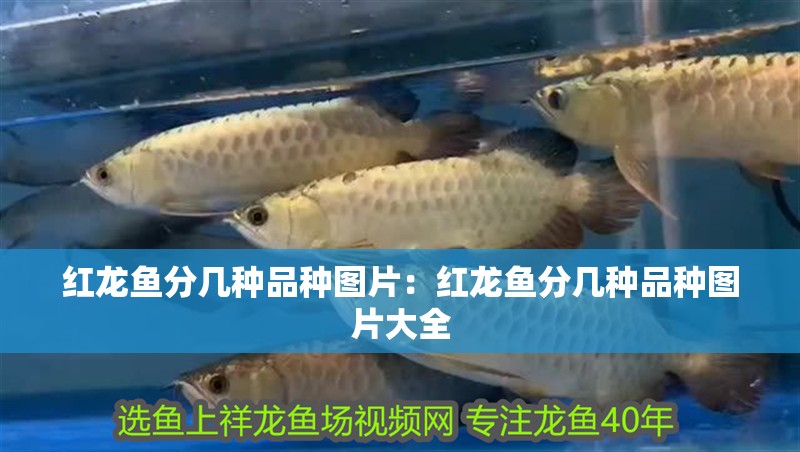 紅龍魚分幾種品種圖片：紅龍魚分幾種品種圖片大全