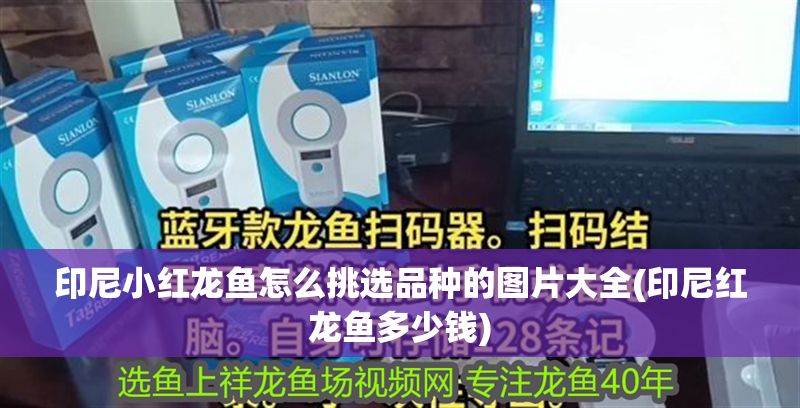 印尼小紅龍魚怎么挑選品種的圖片大全(印尼紅龍魚多少錢)
