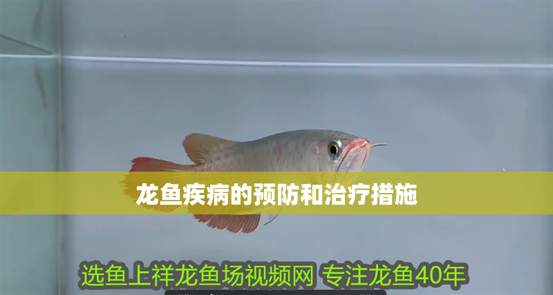 龍魚疾病的預防和治療措施
