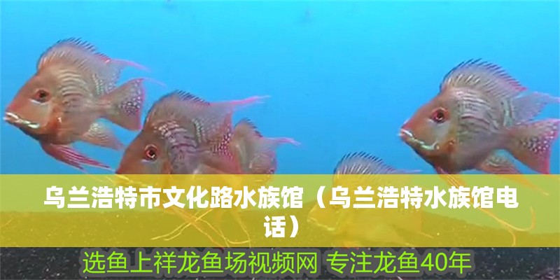 烏蘭浩特市文化路水族館（烏蘭浩特水族館電話）