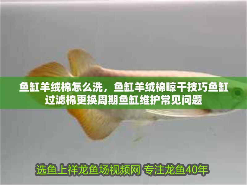 魚缸羊絨棉怎么洗，魚缸羊絨棉晾干技巧魚缸過濾棉更換周期魚缸維護常見問題