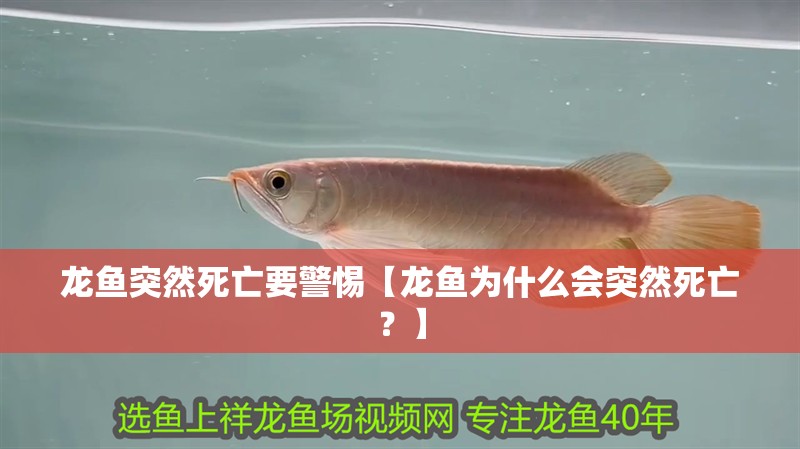 龍魚突然死亡要警惕【龍魚為什么會突然死亡？】