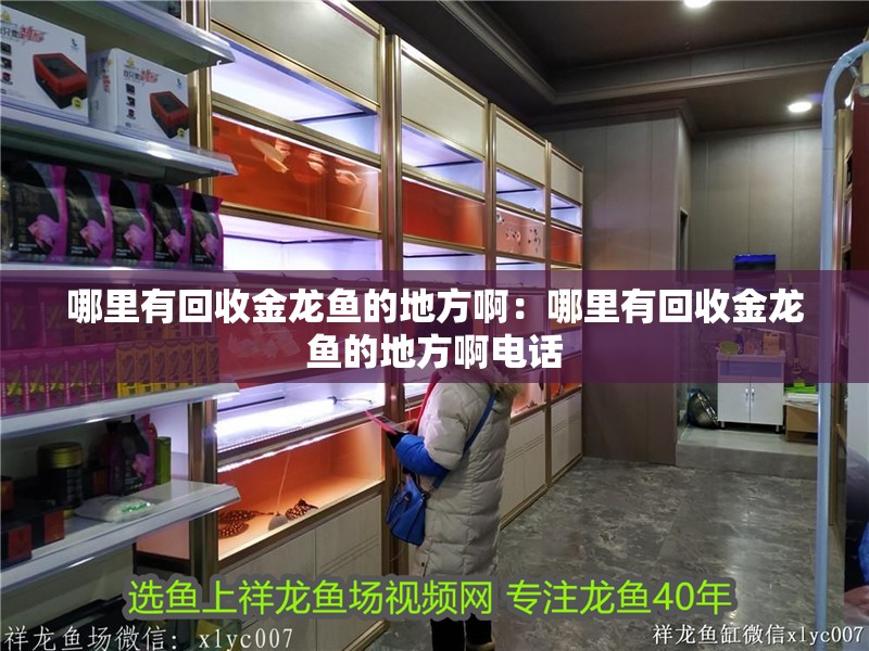 哪里有回收金龍魚的地方啊：哪里有回收金龍魚的地方啊電話