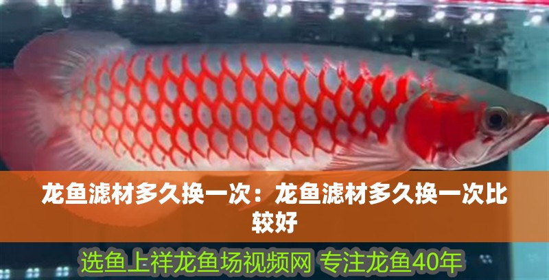 龍魚濾材多久換一次：龍魚濾材多久換一次比較好