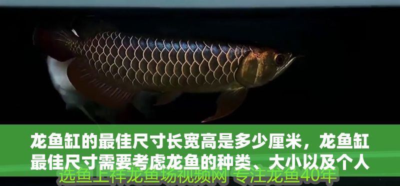 龍魚缸的最佳尺寸長寬高是多少厘米，龍魚缸最佳尺寸需要考慮龍魚的種類、大小以及個人飼養需求