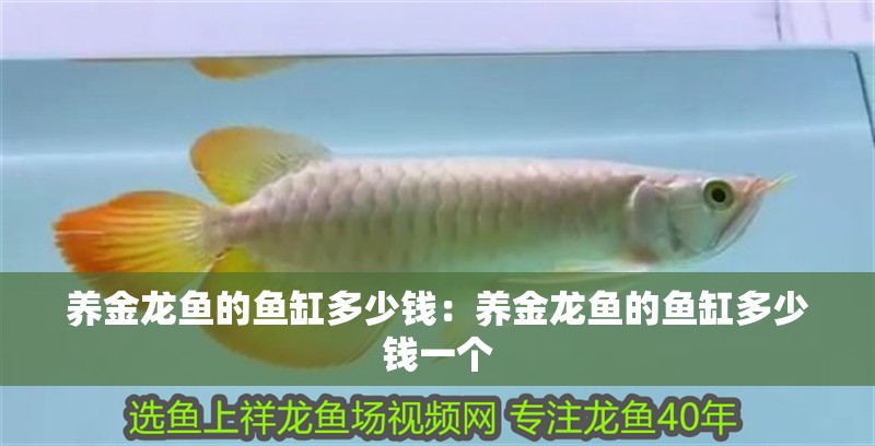 養金龍魚的魚缸多少錢：養金龍魚的魚缸多少錢一個