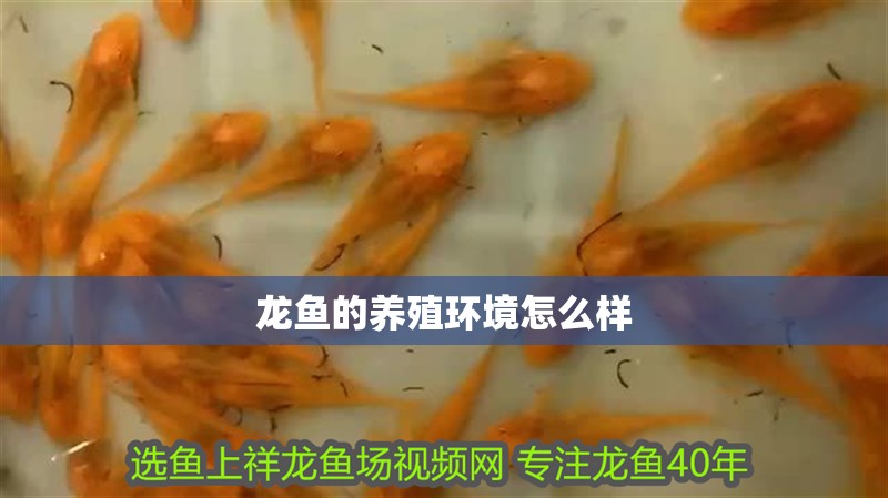 龍魚的養(yǎng)殖環(huán)境怎么樣