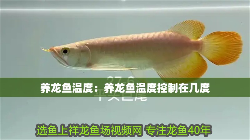 養龍魚溫度：養龍魚溫度控制在幾度