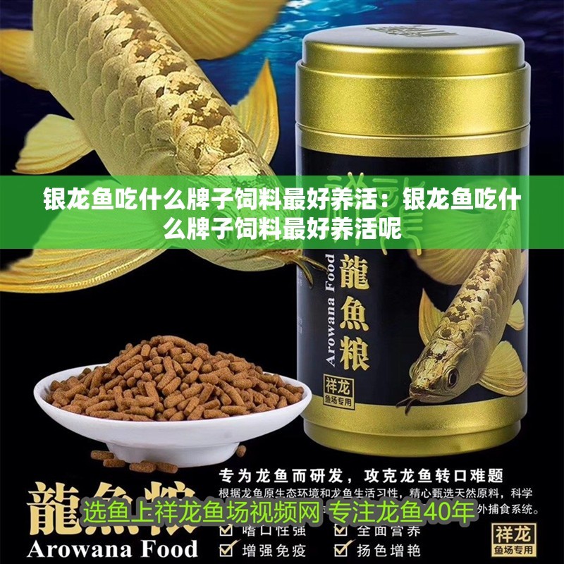 銀龍魚吃什么牌子飼料最好養(yǎng)活：銀龍魚吃什么牌子飼料最好養(yǎng)活呢