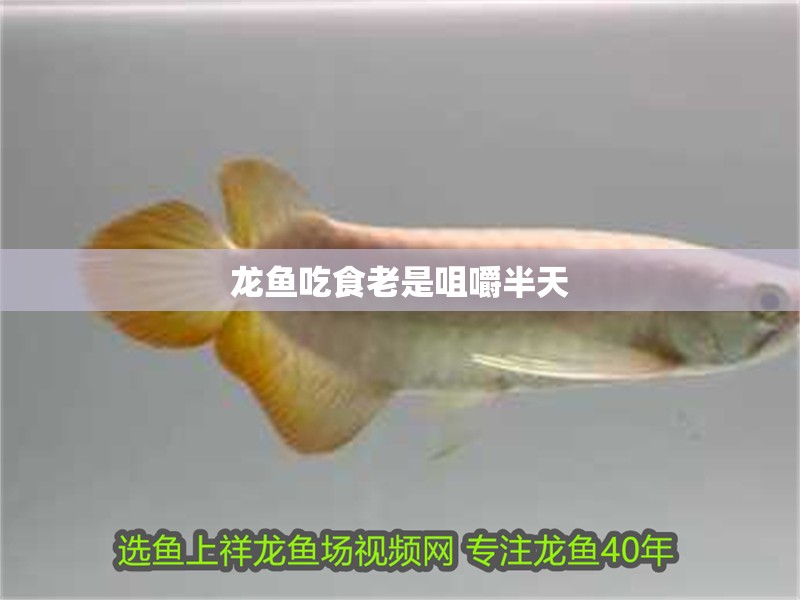 龍魚吃食老是咀嚼半天