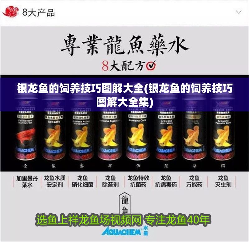 銀龍魚的飼養(yǎng)技巧圖解大全(銀龍魚的飼養(yǎng)技巧圖解大全集)