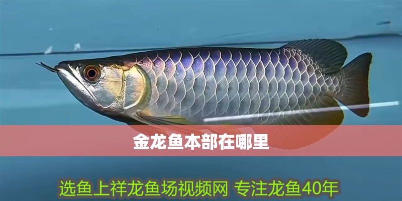 金龍魚本部在哪里