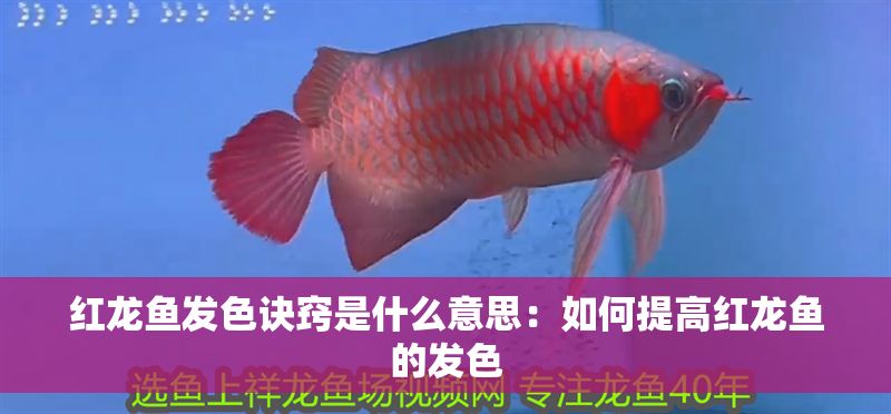 紅龍魚發(fā)色訣竅是什么意思：如何提高紅龍魚的發(fā)色